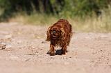 KING CHARLES SPANIEL 191